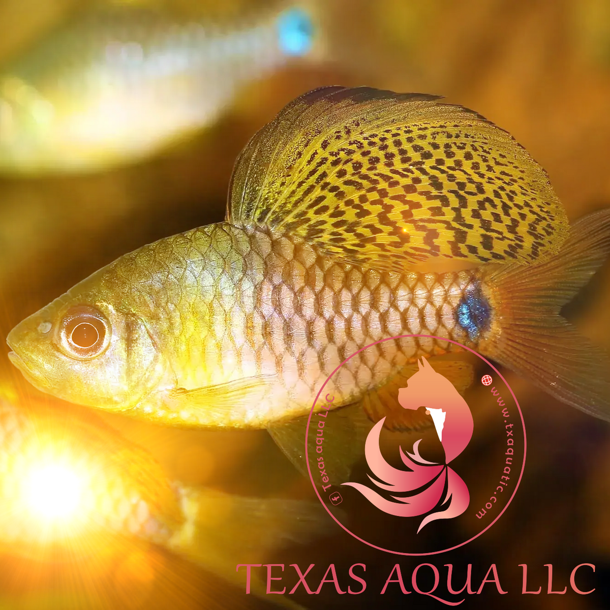 DRAPE FIN BARB – Texas Aqua LLC