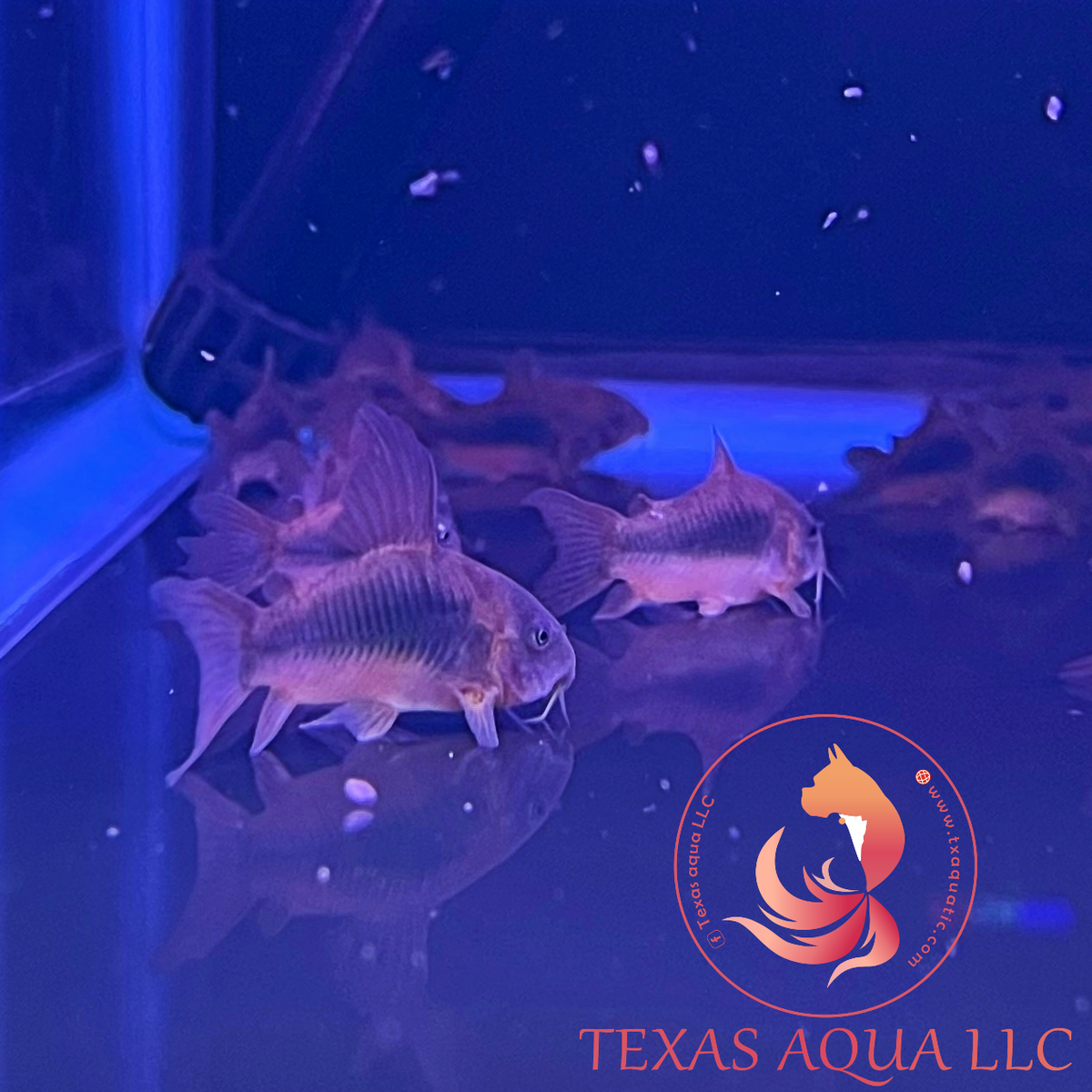 ROSELINE SHARK – Texas Aqua LLC