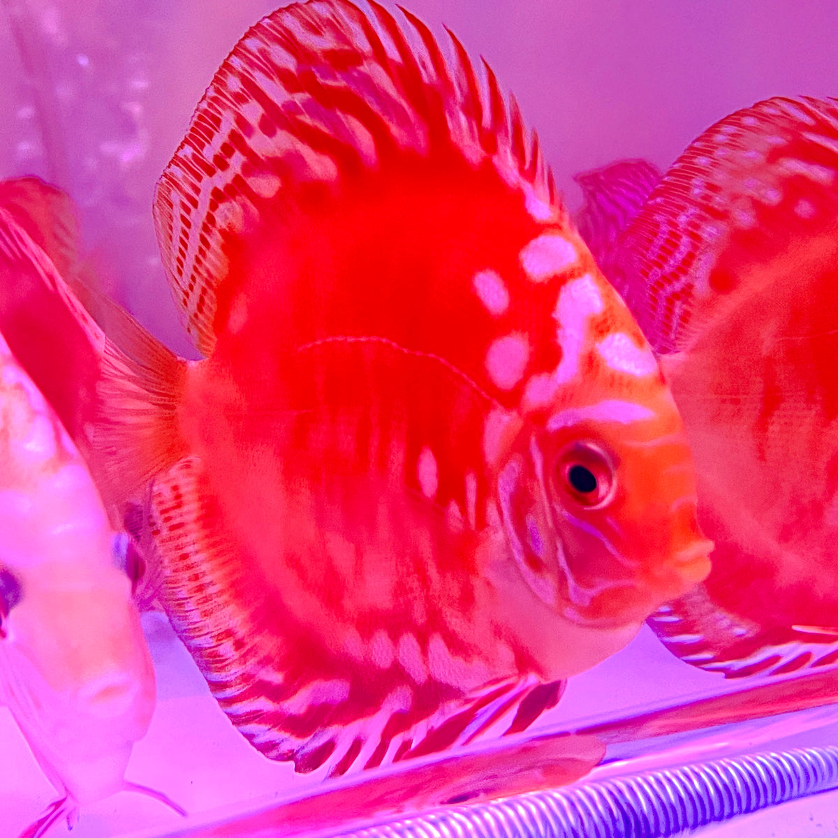 pink discus fish