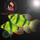 GLOW BARB LONGFIN