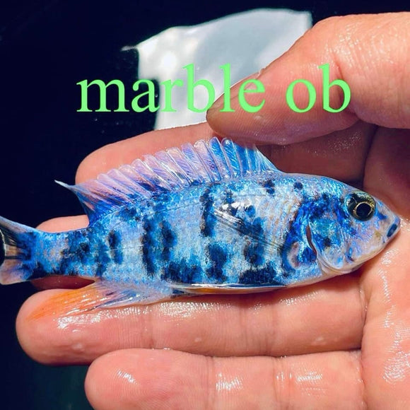 BLUE OB