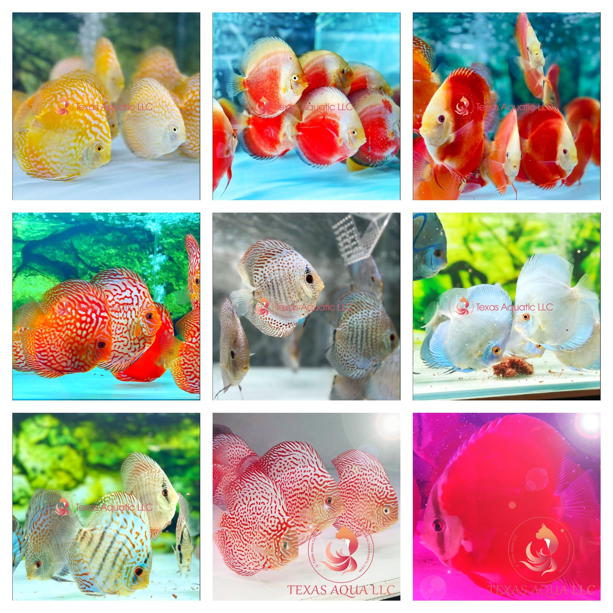 Exotic fashion discus fish