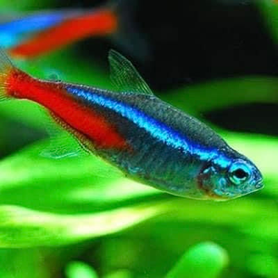 NEON TETRA