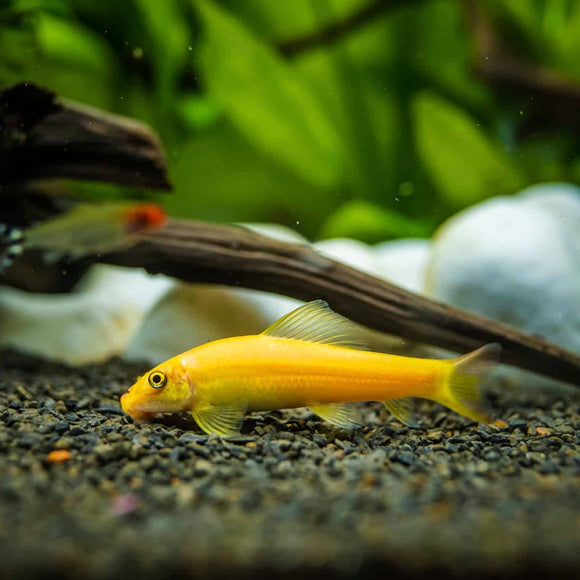 CHINESE ALGAE EATER