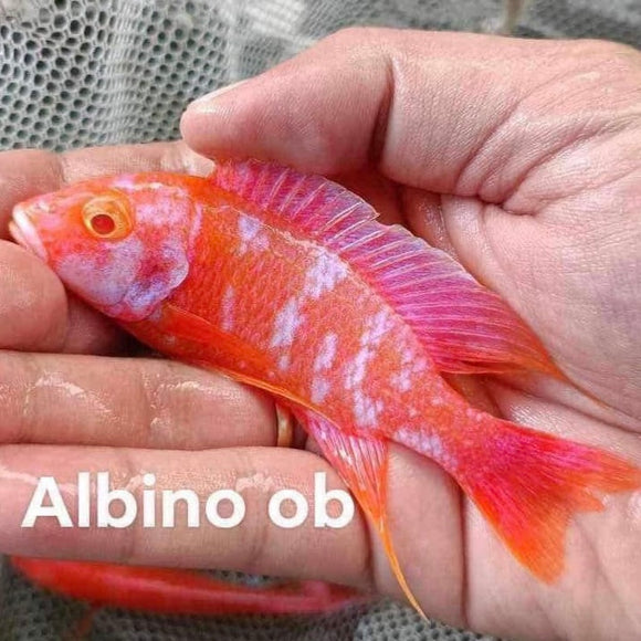 ALBINO RED OB