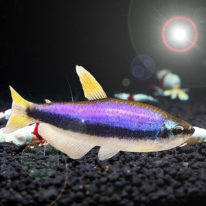 PURPLE EMPEROR TETRA