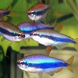 PURPLE EMPEROR TETRA