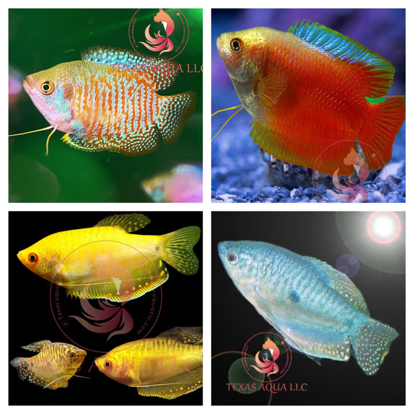 GOURAMI