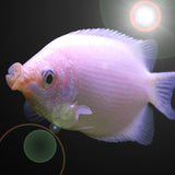 GOURAMI