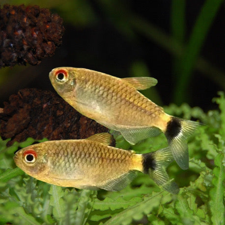 RED EYE TETRA