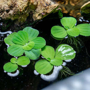 PISTIA STRATIOTES