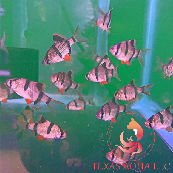 tiger barb fish aquarium