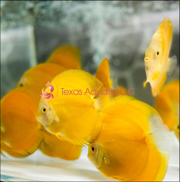 GOLDEN DISCUS